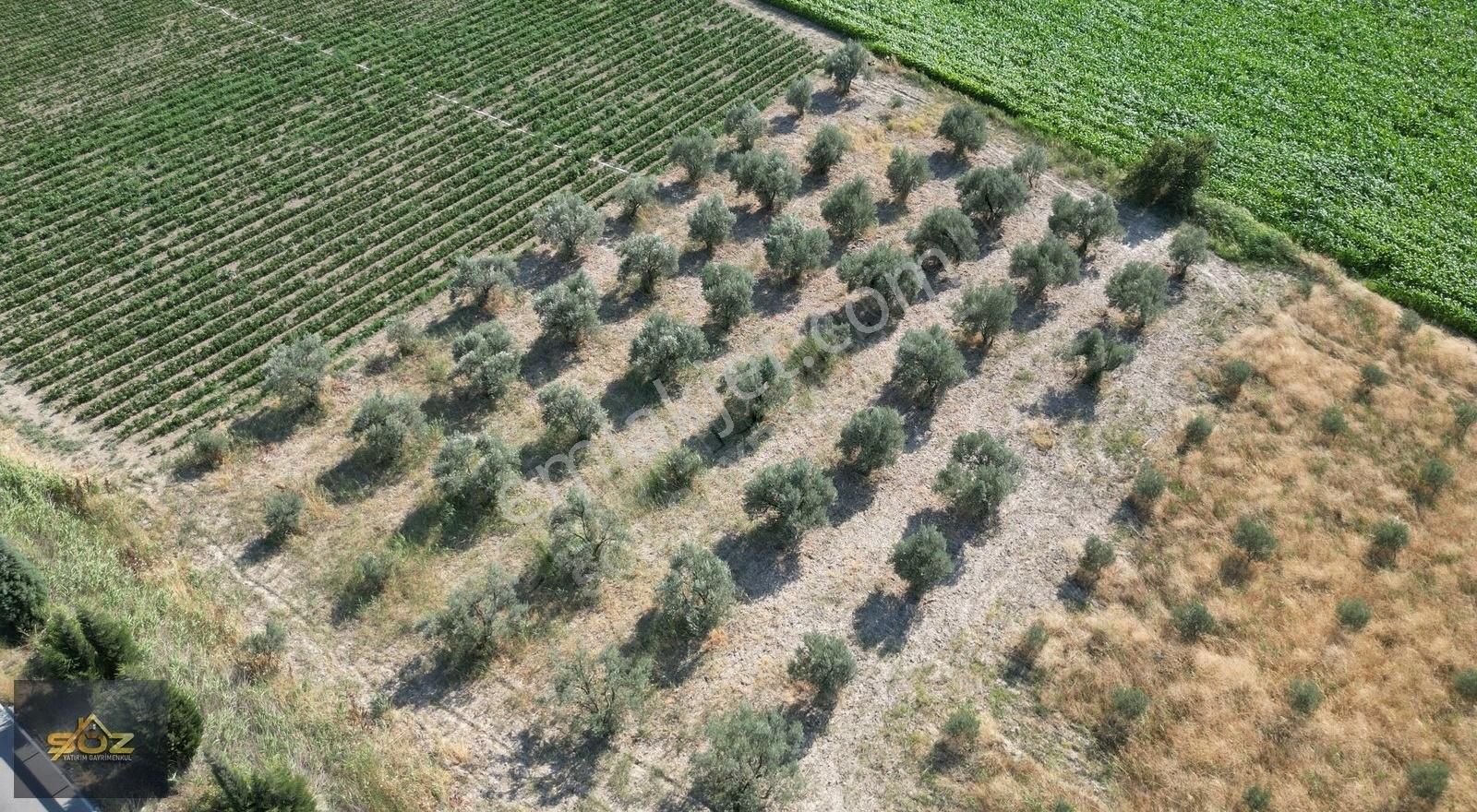Pınarcıkta Asfalta 2.315m2 Satılık Zeytinlik - Görsel 2