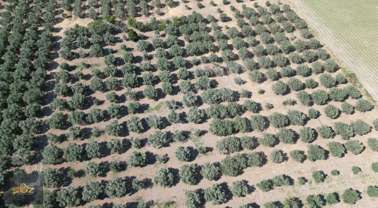 Dayıoğlu Mh. Merkeze Yakın 3.670m2 Satılık Zeytinlik - Görsel 3