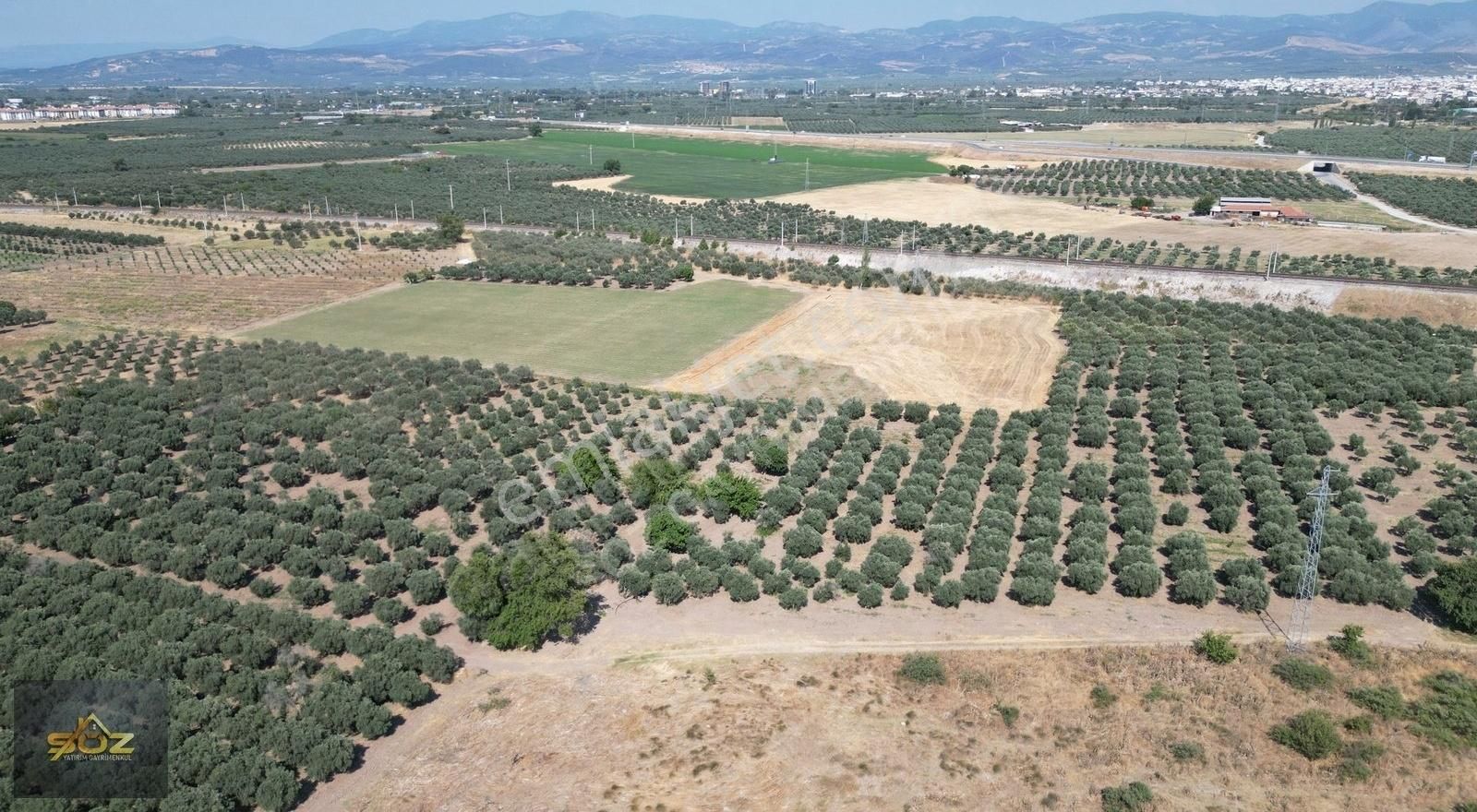 Dayıoğlu Mh. Merkeze Yakın 3.670m2 Satılık Zeytinlik - Görsel 5
