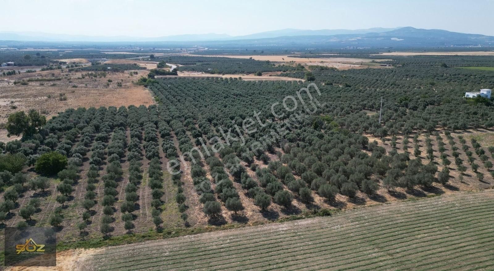 Dayıoğlu Mh. Merkeze Yakın 3.670m2 Satılık Zeytinlik - Görsel 14