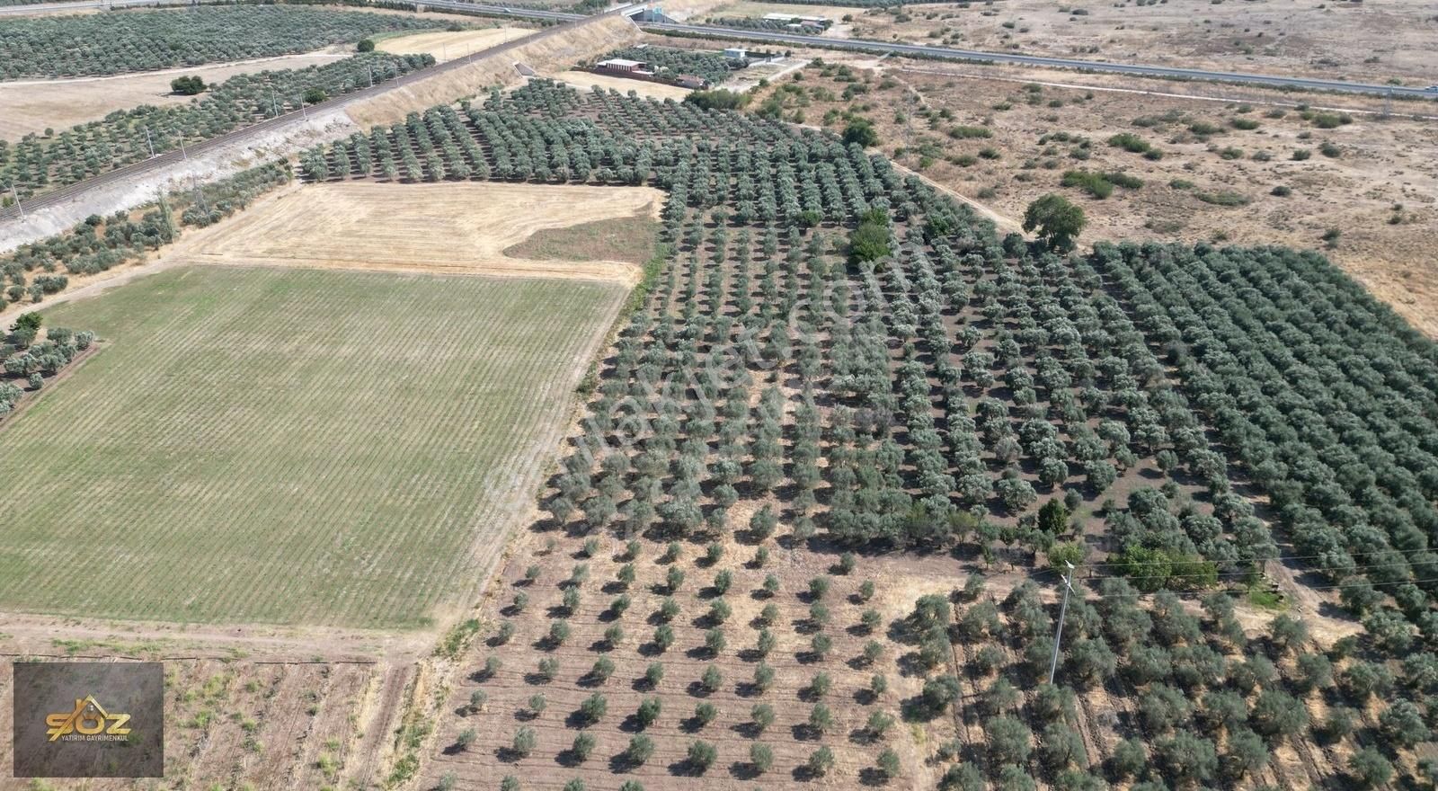 Dayıoğlu Mh. Merkeze Yakın 3.670m2 Satılık Zeytinlik - Görsel 2