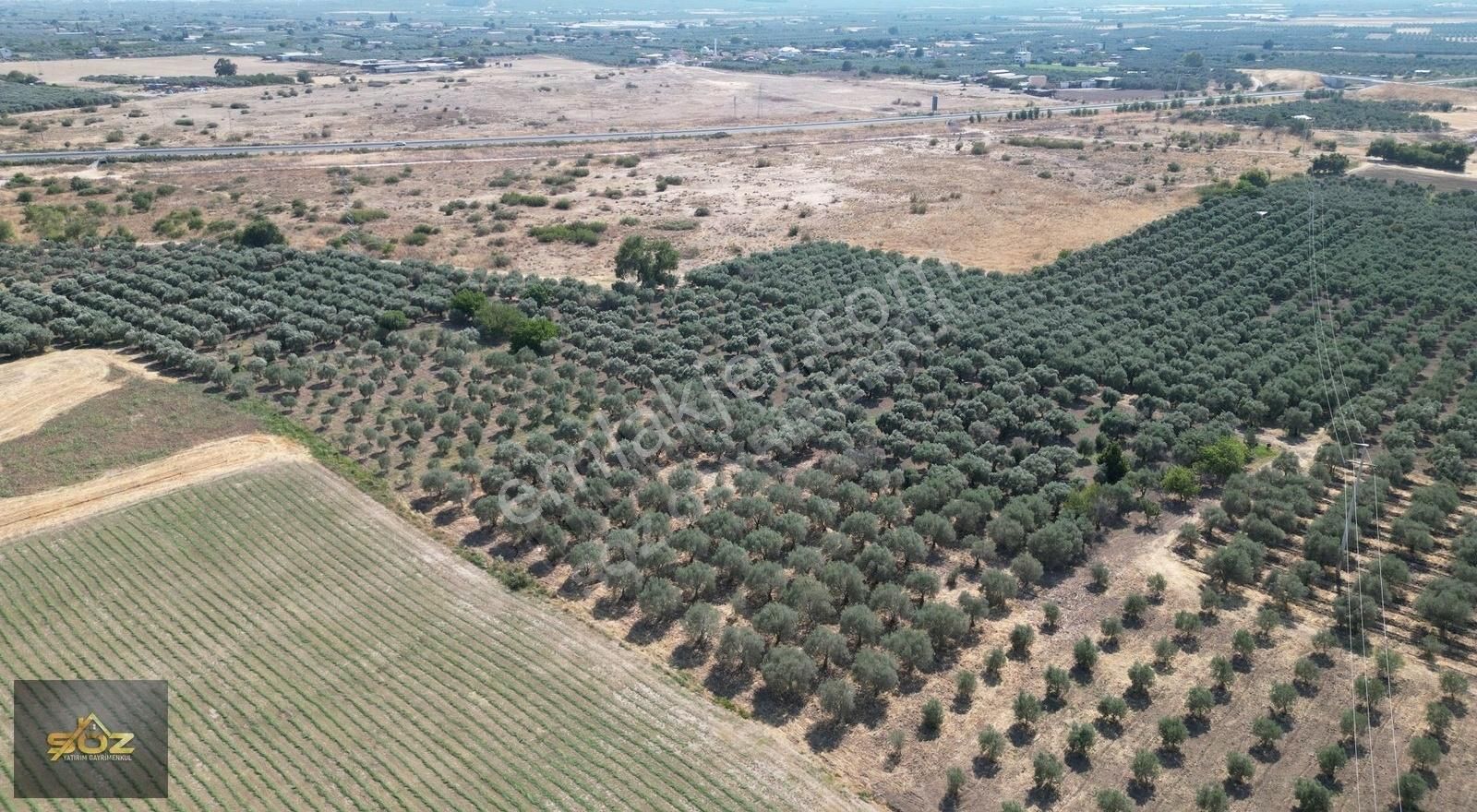 Dayıoğlu Mh. Merkeze Yakın 3.670m2 Satılık Zeytinlik - Görsel 13