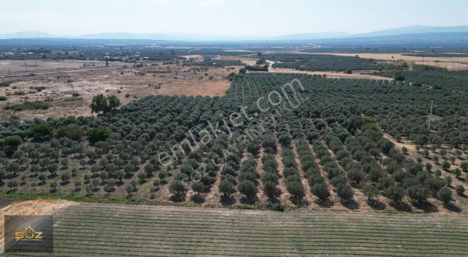 Dayıoğlu Mh. Merkeze Yakın 3.670m2 Satılık Zeytinlik - Görsel 15