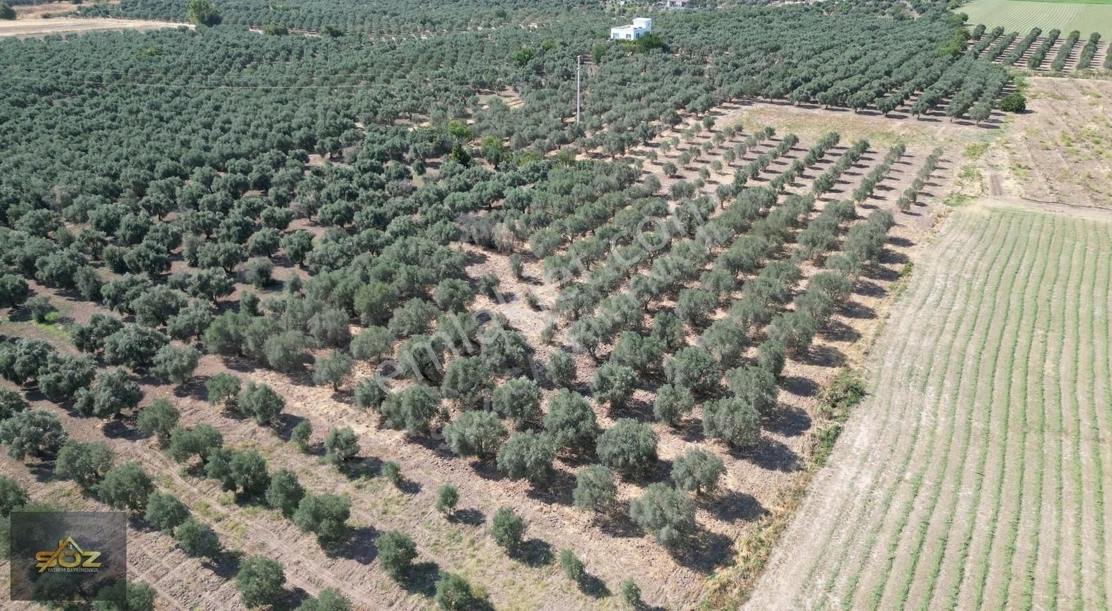 Dayıoğlu Mh. Merkeze Yakın 3.670m2 Satılık Zeytinlik - Görsel 12