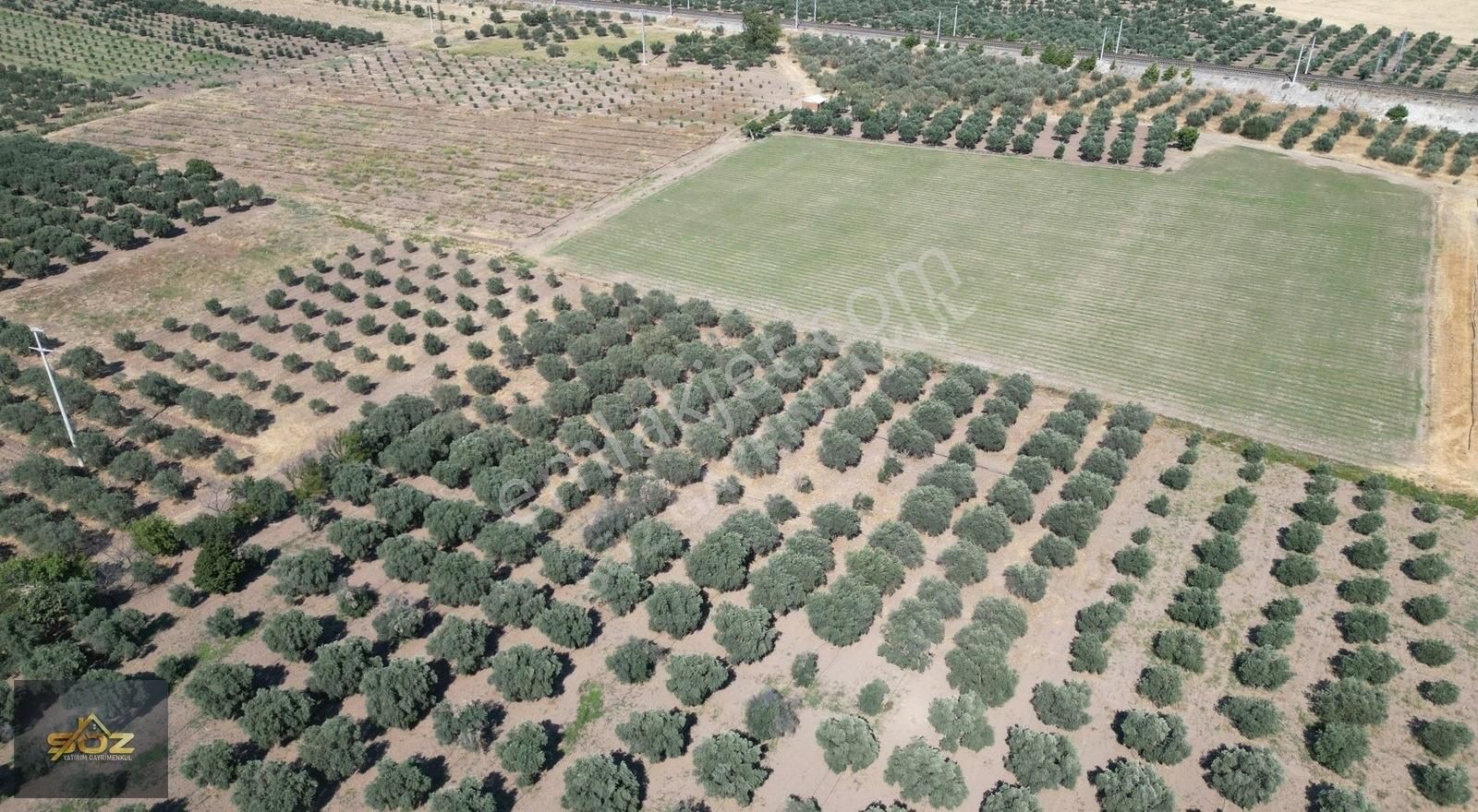 Dayıoğlu Mh. Merkeze Yakın 3.670m2 Satılık Zeytinlik - Görsel 10