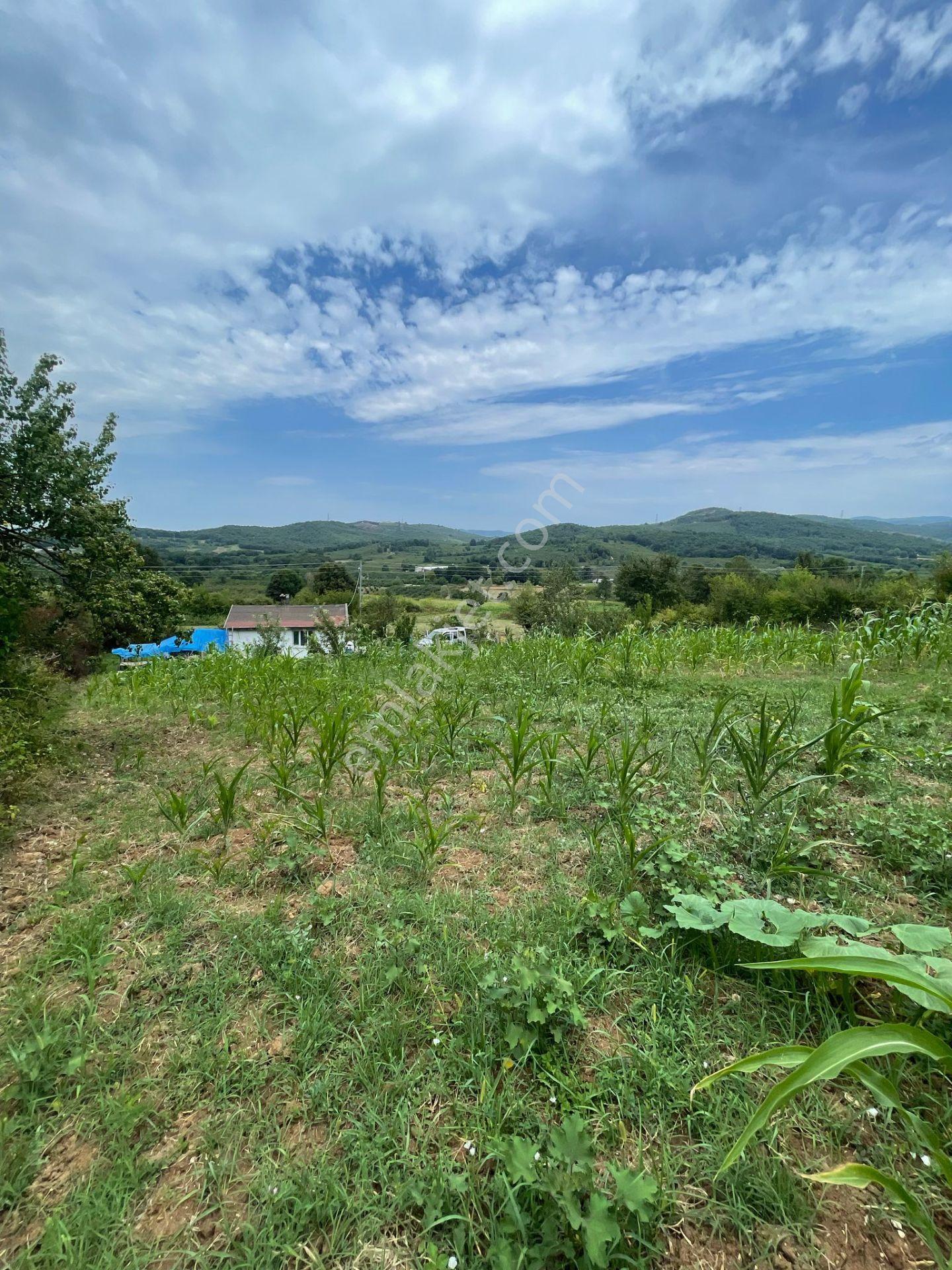 Sakarya Hendekte İçinde Yapı Olan 1.334 M2 Satılık Yer - Görsel 4