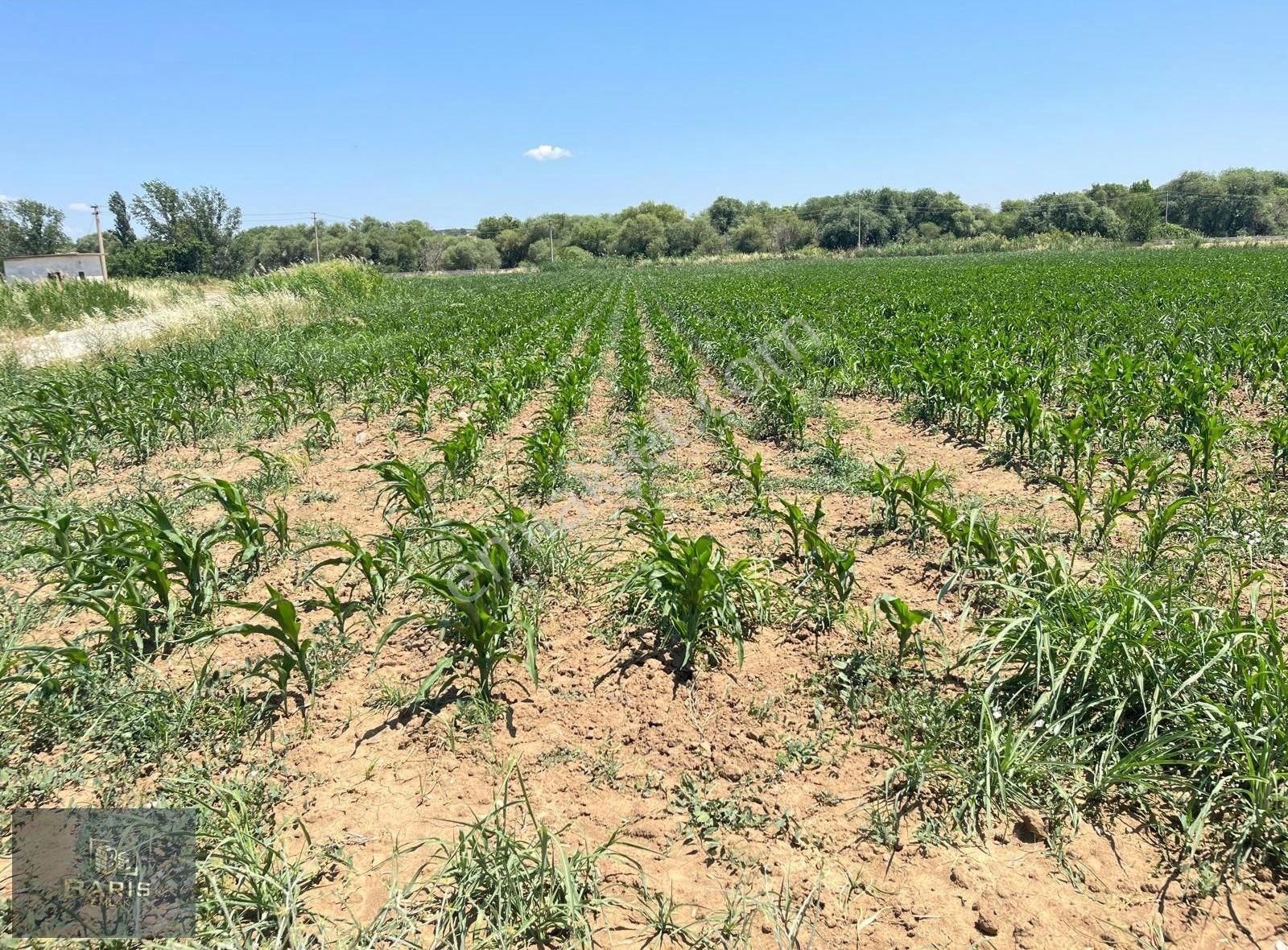 Çanakkale Ezine Merkeze Çok Yakın Satılık Emsalsiz Tarla - Görsel 14
