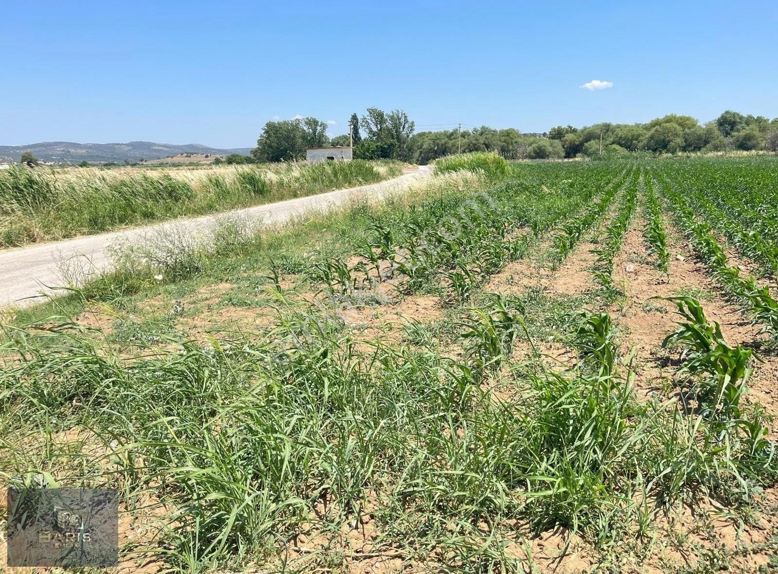 Çanakkale Ezine Merkeze Çok Yakın Satılık Emsalsiz Tarla - Görsel 21