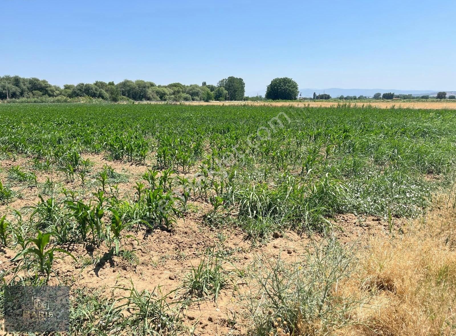 Çanakkale Ezine Merkeze Çok Yakın Satılık Emsalsiz Tarla - Görsel 4