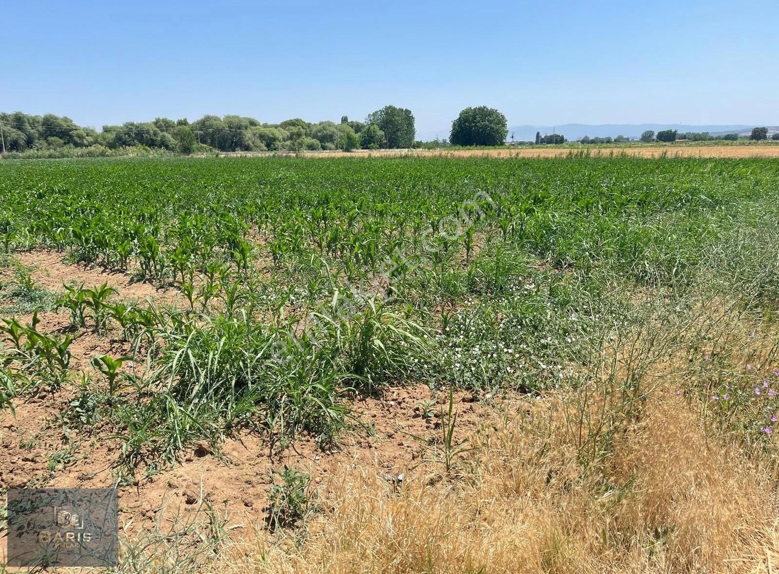 Çanakkale Ezine Merkeze Çok Yakın Satılık Emsalsiz Tarla - Görsel 3