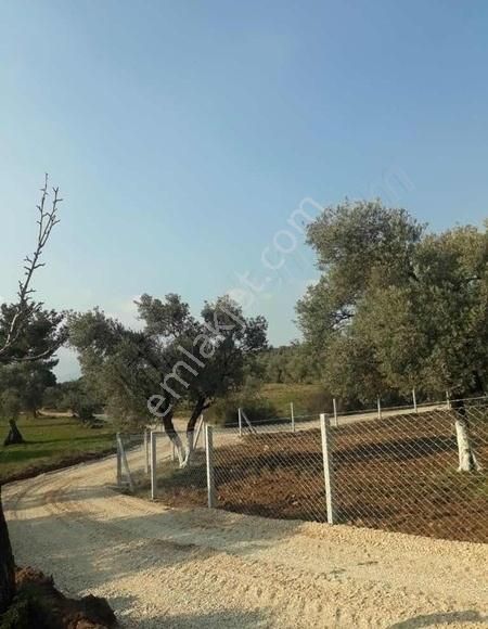 Muhteşem Konumda Köy Civarı Zeytinlik - Görsel 19