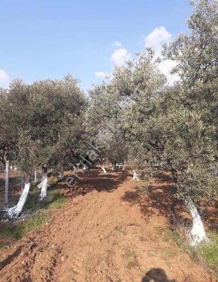 Muhteşem Konumda Köy Civarı Zeytinlik - Görsel 12