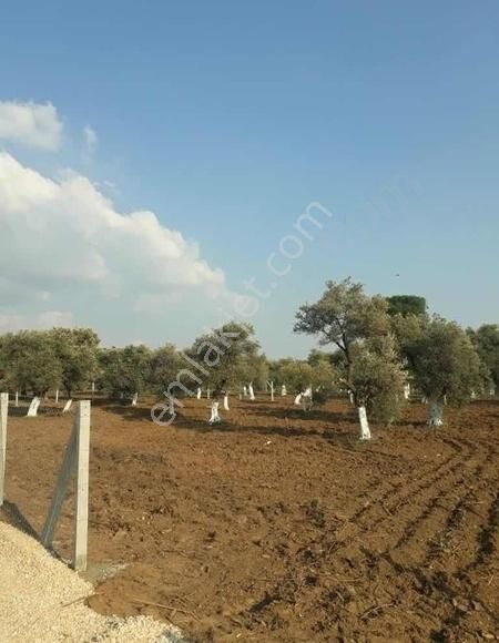 Muhteşem Konumda Köy Civarı Zeytinlik - Görsel 13