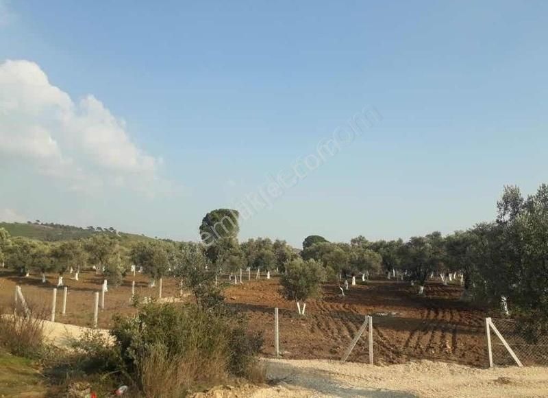 Muhteşem Konumda Köy Civarı Zeytinlik - Görsel 11