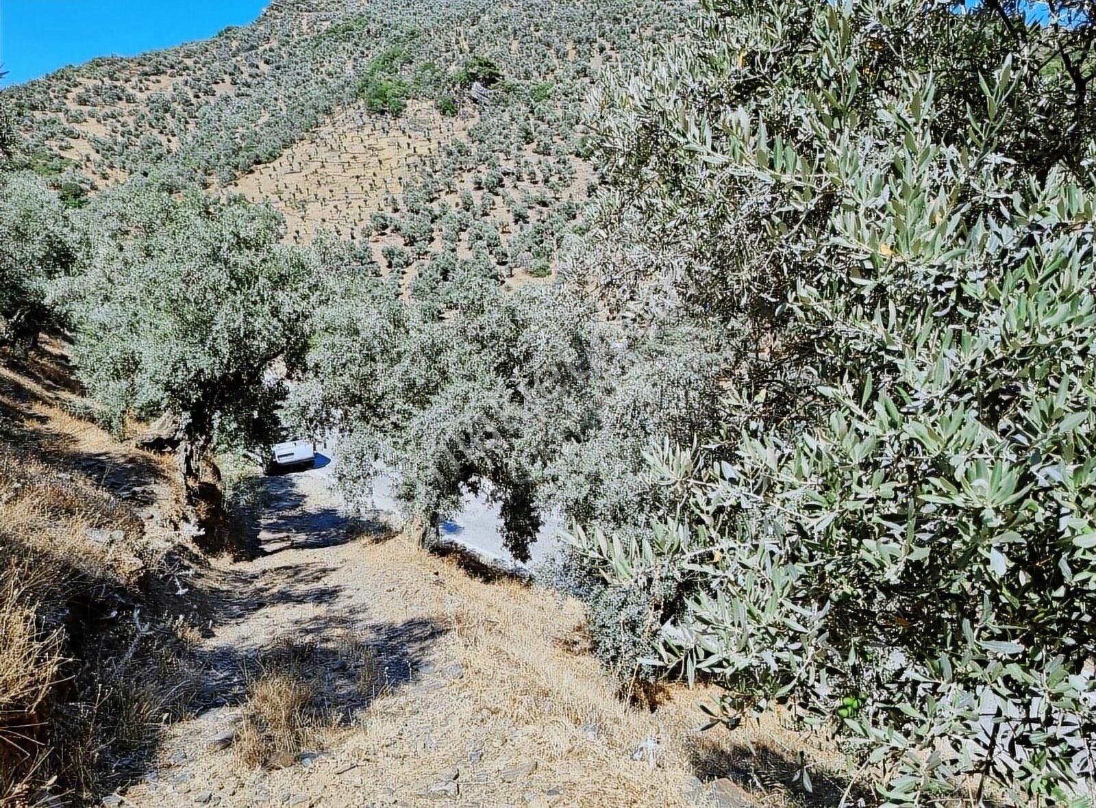 Bayındır Yakapınar Köyünde 1140 M² Satılık Zeytin Bahçesi - Görsel 2