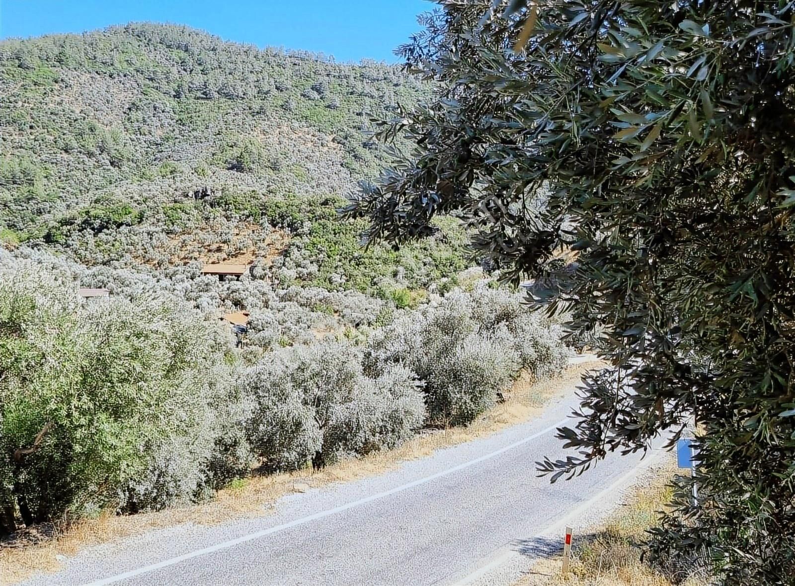 Bayındır Yakapınar Köyünde 1140 M² Satılık Zeytin Bahçesi - Görsel 8