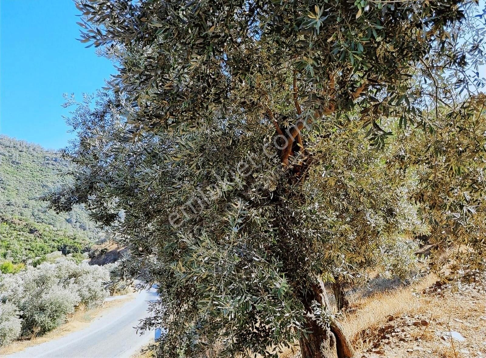Bayındır Yakapınar Köyünde 1140 M² Satılık Zeytin Bahçesi - Görsel 7