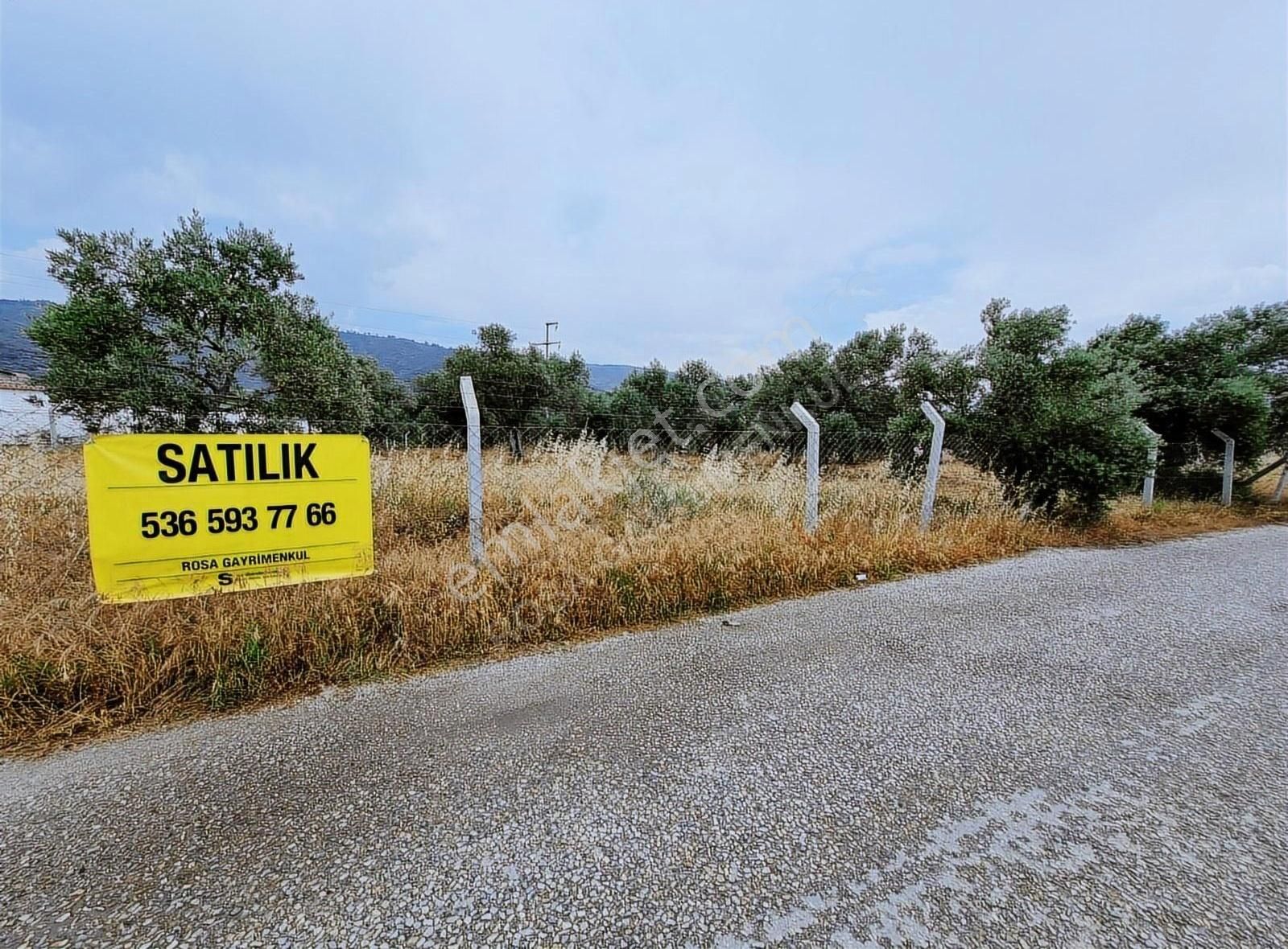 Bayındır Yakapınar Köyünde 2 Dönüm Satılık Zeytin Bahçesi