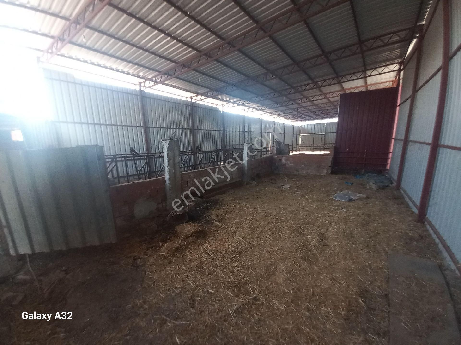 Işıkhan Emlaktan Havran Büyükderede Satılık Çiflik - Görsel 8