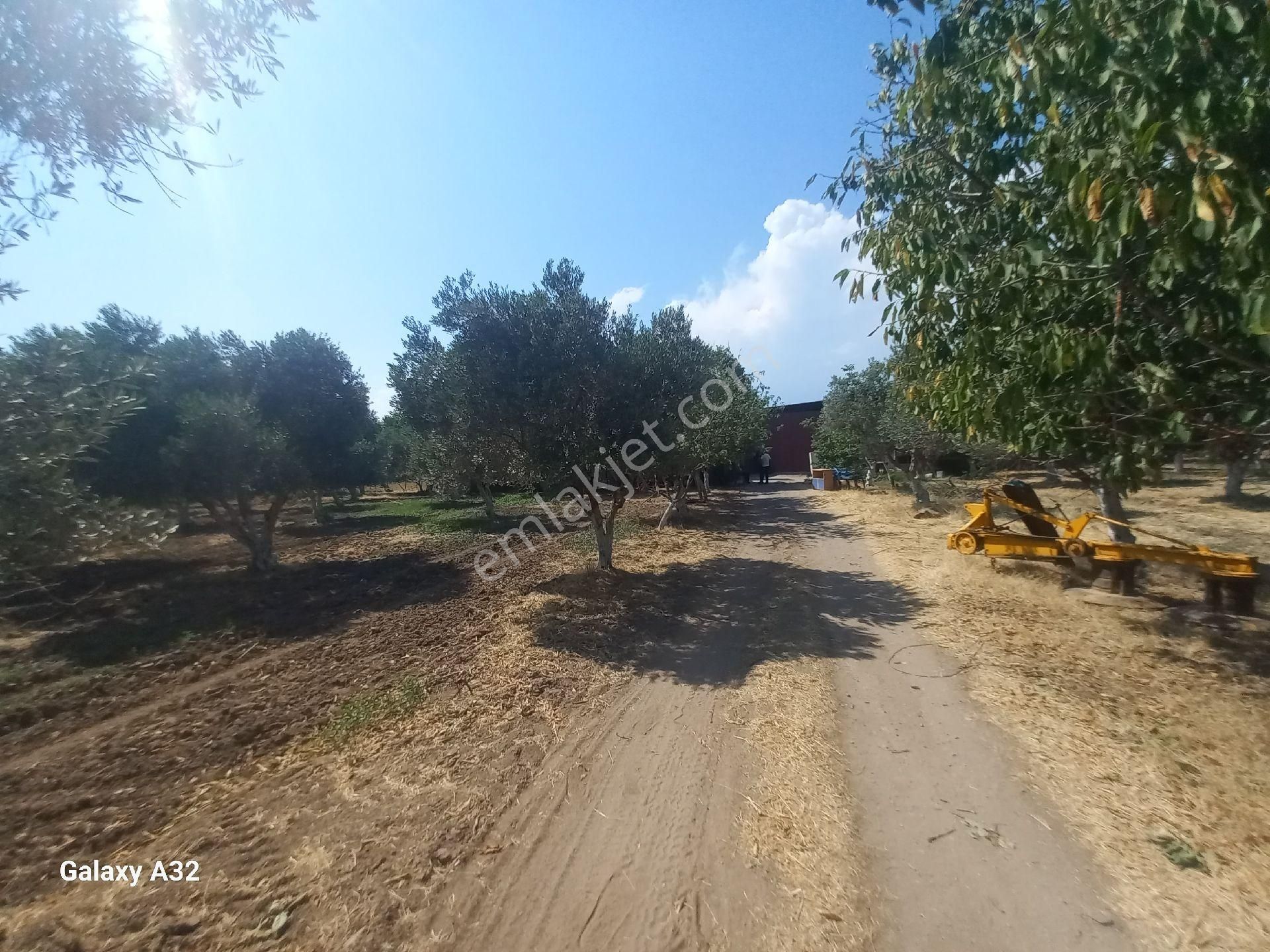 Işıkhan Emlaktan Havran Büyükderede Satılık Çiflik - Görsel 11