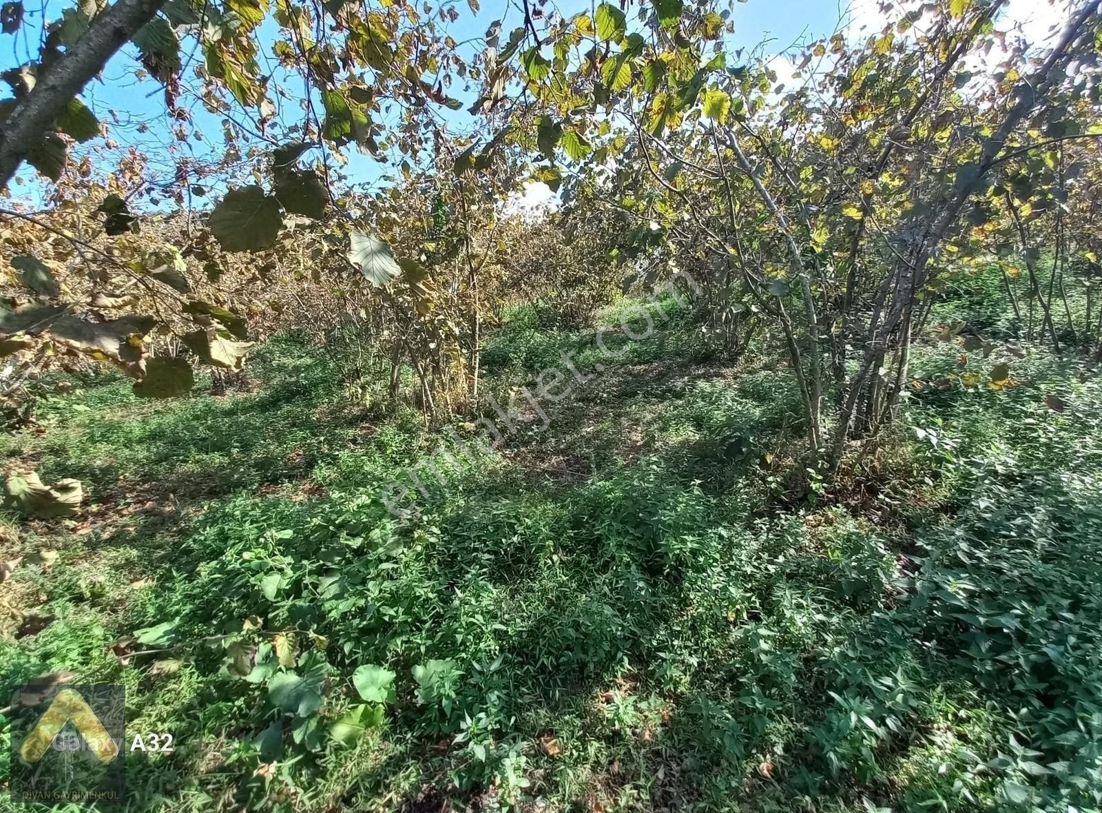 Divan Gayrimenkul Perşembe Kurtuluş Mh 9.616 M2 Satılık Arsa