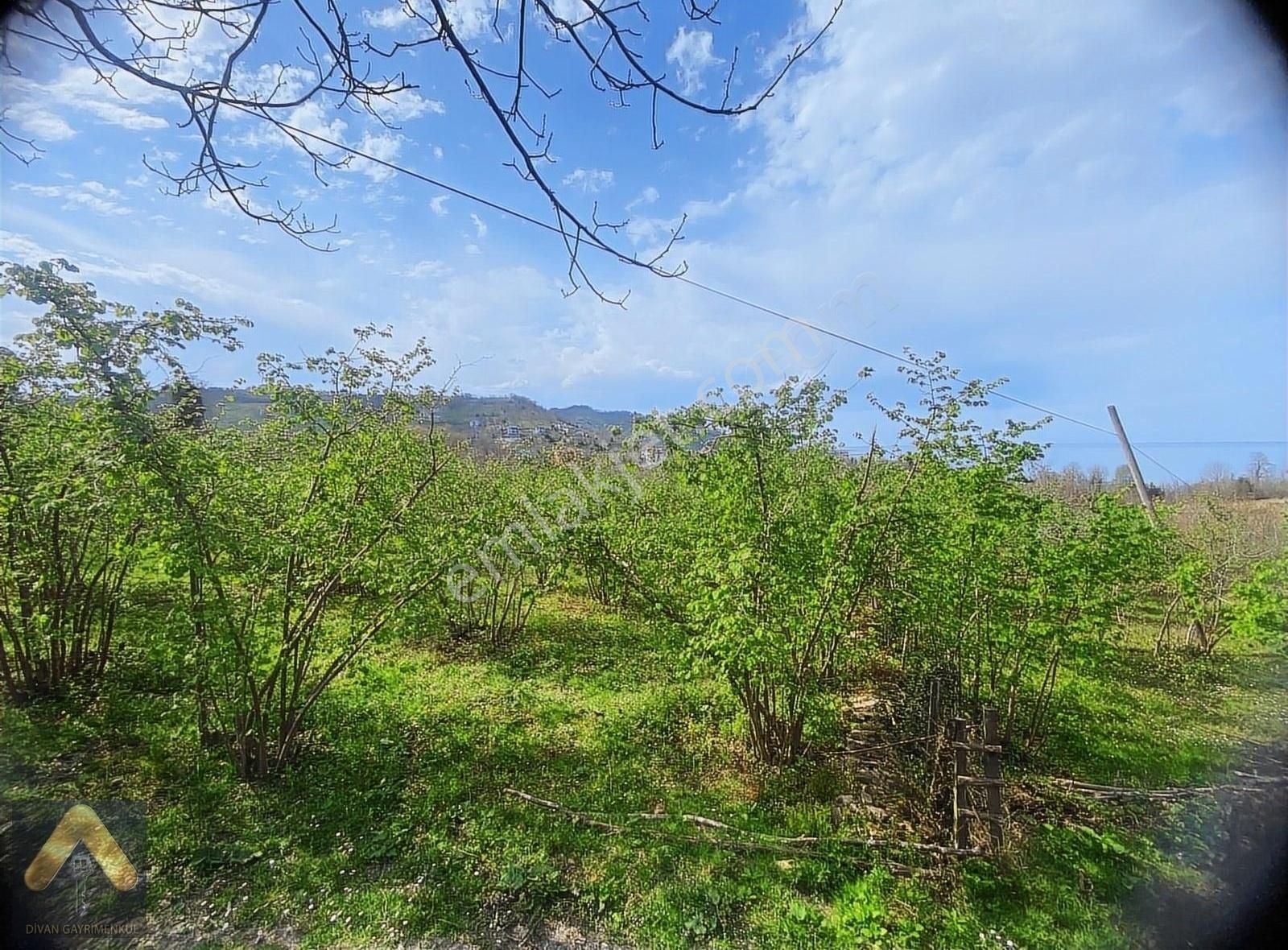 Divan Gayrimenkul Perşembe Kurtuluş Mh. 916 M2 Yatırımlık Arsa