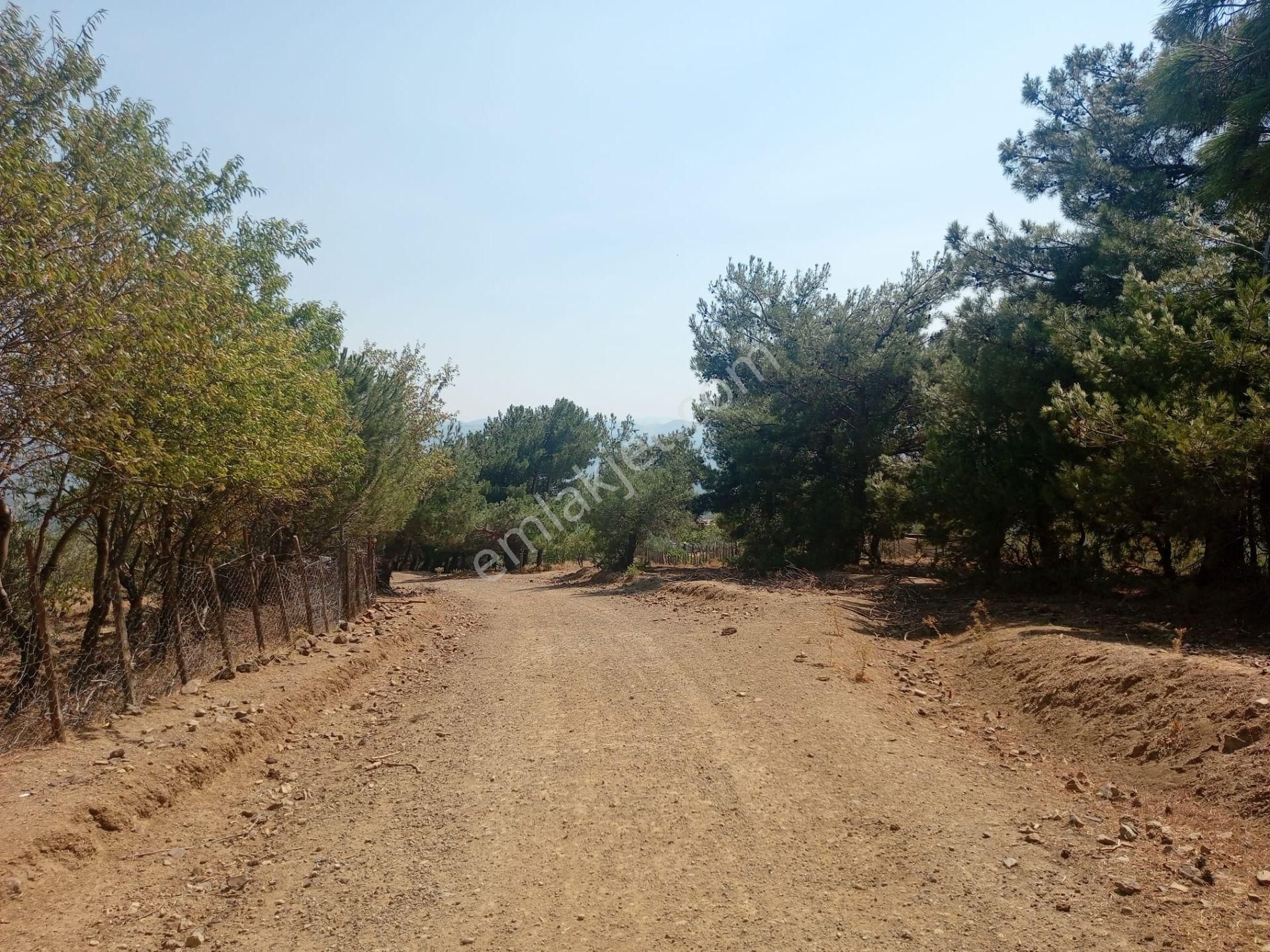 Havran Fazlıca'da 3.500 M2 Hisseli Tarla