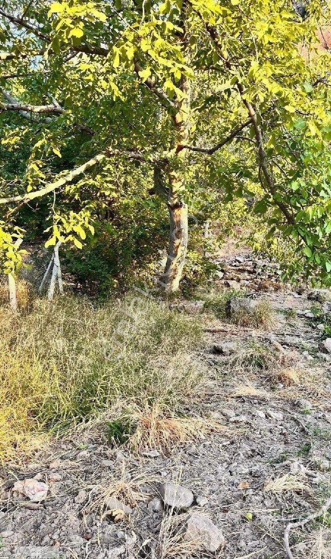 Burhaniye Bahadınlı Mahallesi'nde Bahçearasi Mevkkinde Satılık Bahçe - Görsel 25