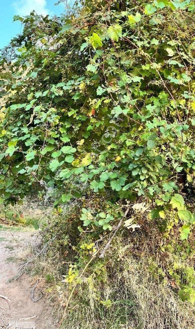 Burhaniye Bahadınlı Mahallesi'nde Bahçearasi Mevkkinde Satılık Bahçe - Görsel 30