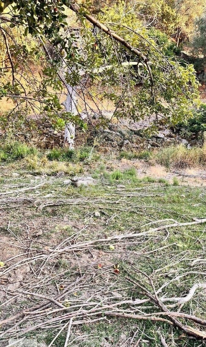 Burhaniye Bahadınlı Mahallesi'nde Bahçearasi Mevkkinde Satılık Bahçe - Görsel 12
