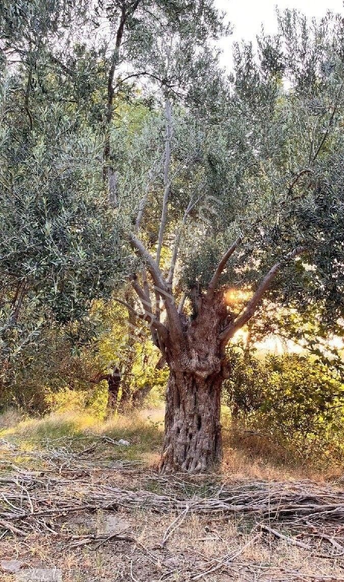 Burhaniye Bahadınlı Mahallesi'nde Bahçearasi Mevkkinde Satılık Bahçe - Görsel 24