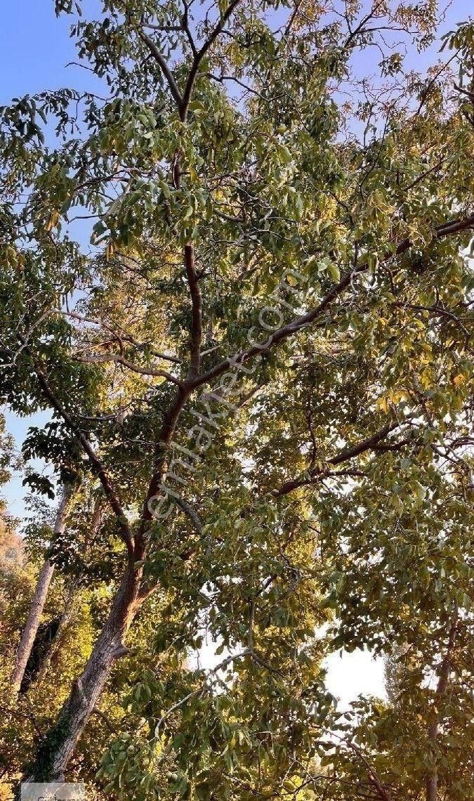 Burhaniye Bahadınlı Mahallesi'nde Bahçearasi Mevkkinde Satılık Bahçe - Görsel 13