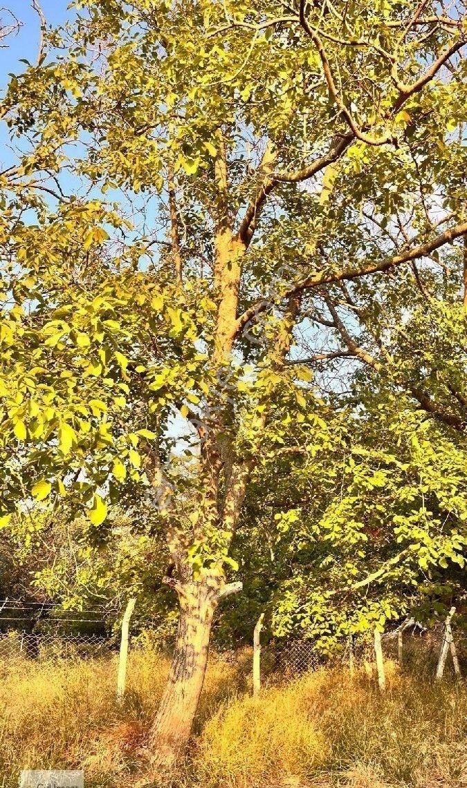 Burhaniye Bahadınlı Mahallesi'nde Bahçearasi Mevkkinde Satılık Bahçe - Görsel 28