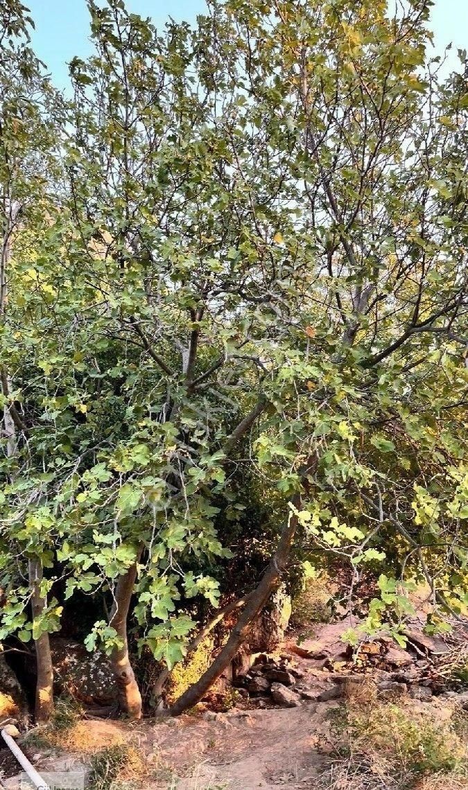 Burhaniye Bahadınlı Mahallesi'nde Bahçearasi Mevkkinde Satılık Bahçe - Görsel 19