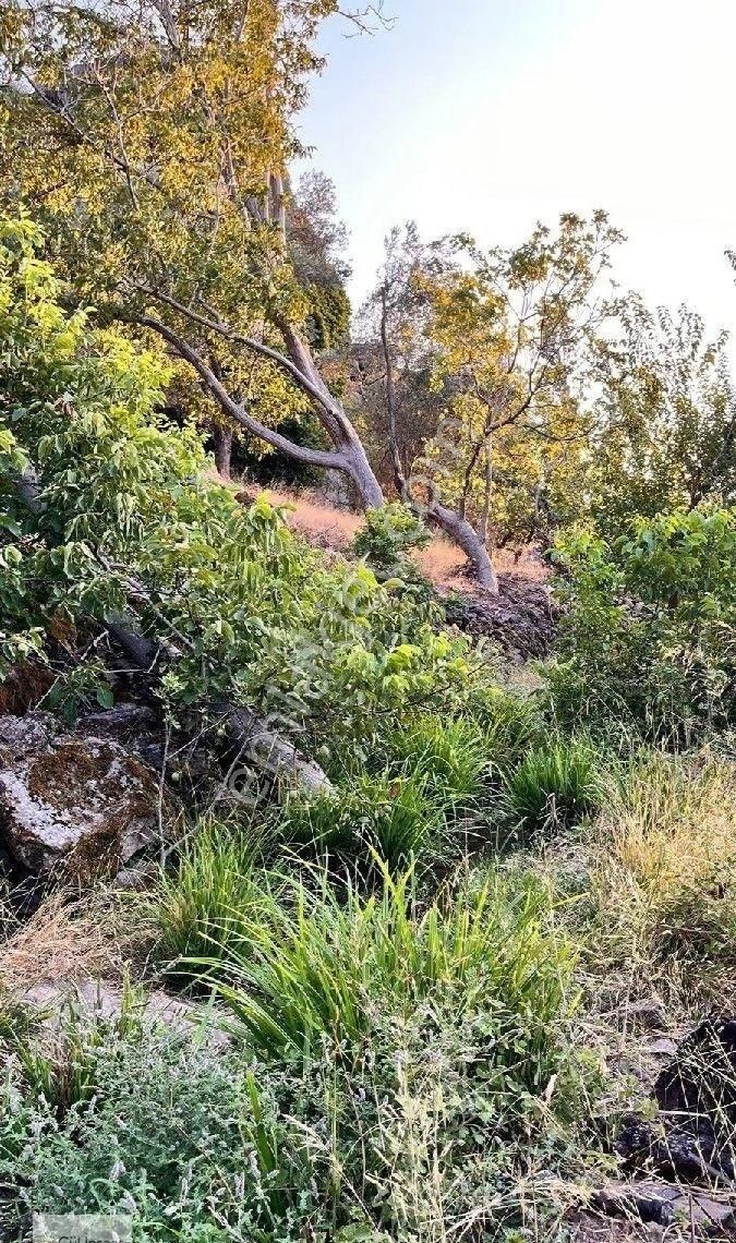 Burhaniye Bahadınlı Mahallesi'nde Bahçearasi Mevkkinde Satılık Bahçe - Görsel 5