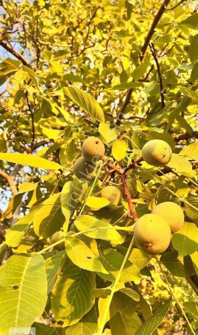 Burhaniye Bahadınlı Mahallesi'nde Bahçearasi Mevkkinde Satılık Bahçe - Görsel 15