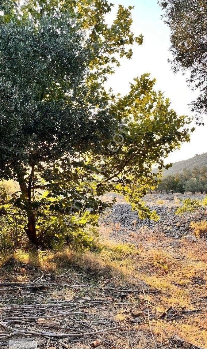 Burhaniye Bahadınlı Mahallesi'nde Bahçearasi Mevkkinde Satılık Bahçe - Görsel 7