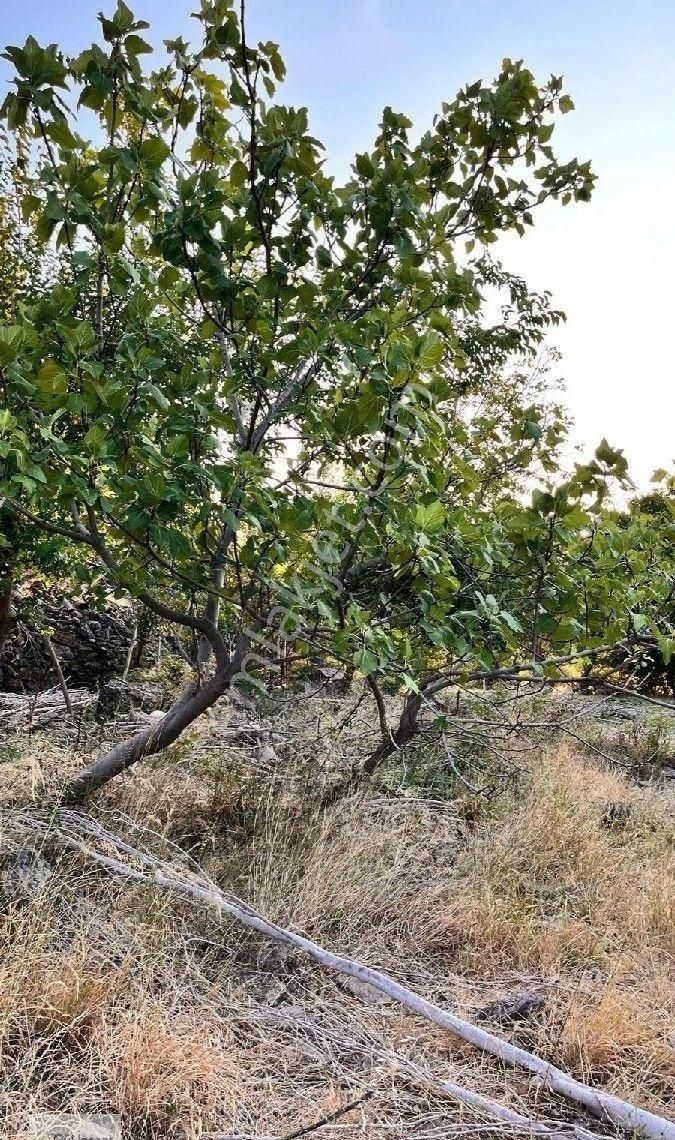 Burhaniye Bahadınlı Mahallesi'nde Bahçearasi Mevkkinde Satılık Bahçe - Görsel 4