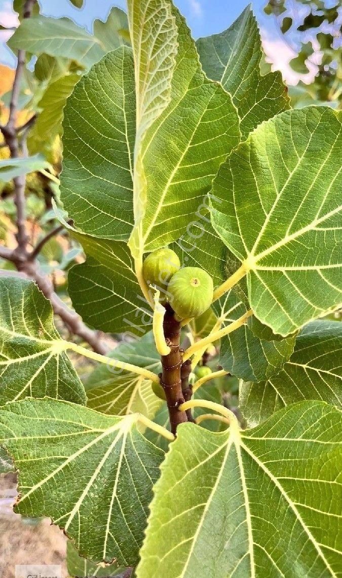 Burhaniye Bahadınlı Mahallesi'nde Bahçearasi Mevkkinde Satılık Bahçe - Görsel 17