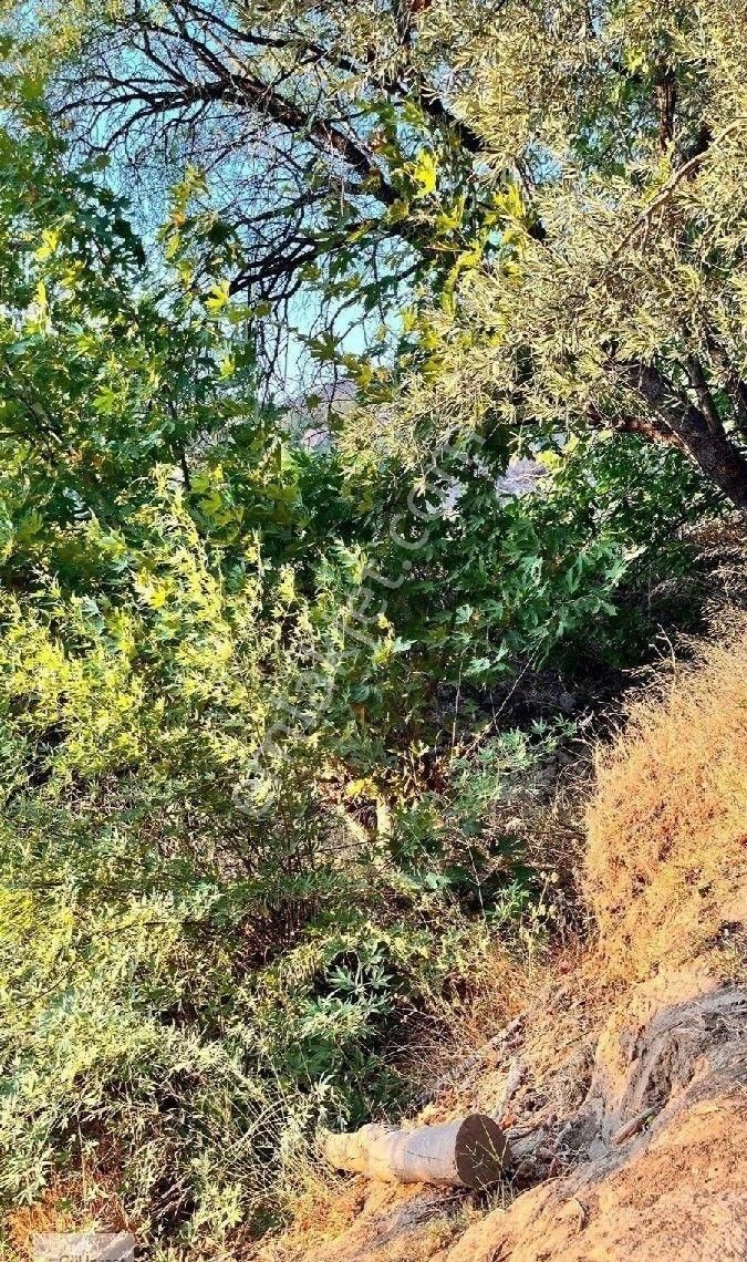 Burhaniye Bahadınlı Mahallesi'nde Bahçearasi Mevkkinde Satılık Bahçe - Görsel 8