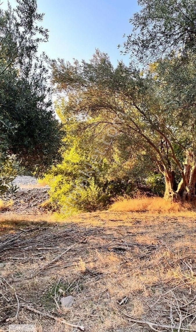 Burhaniye Bahadınlı Mahallesi'nde Bahçearasi Mevkkinde Satılık Bahçe - Görsel 14