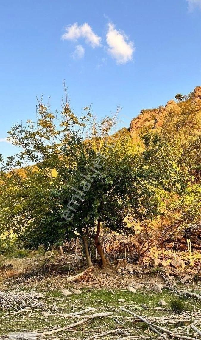 Burhaniye Bahadınlı Mahallesi'nde Bahçearasi Mevkkinde Satılık Bahçe - Görsel 2