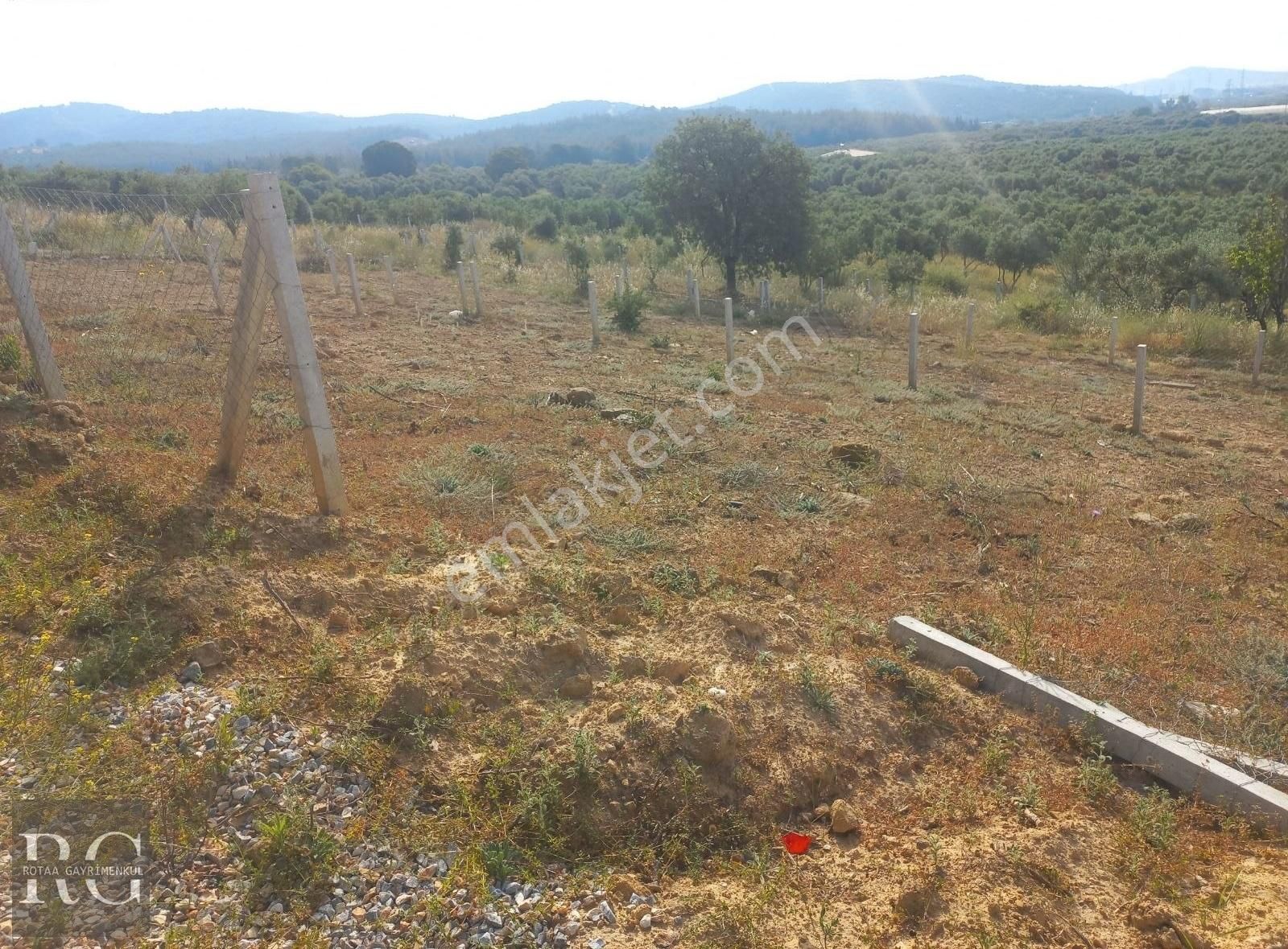 Rotaa Gayrimenkulden Aslanlarda Mirastan Bölme Satılık Zeytinlik
