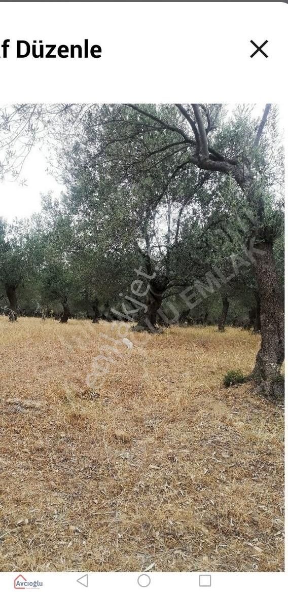 Avcıoğlu Emlaktan Kızılkeçili Köyünde Satılık Zeytinlik. - Görsel 7