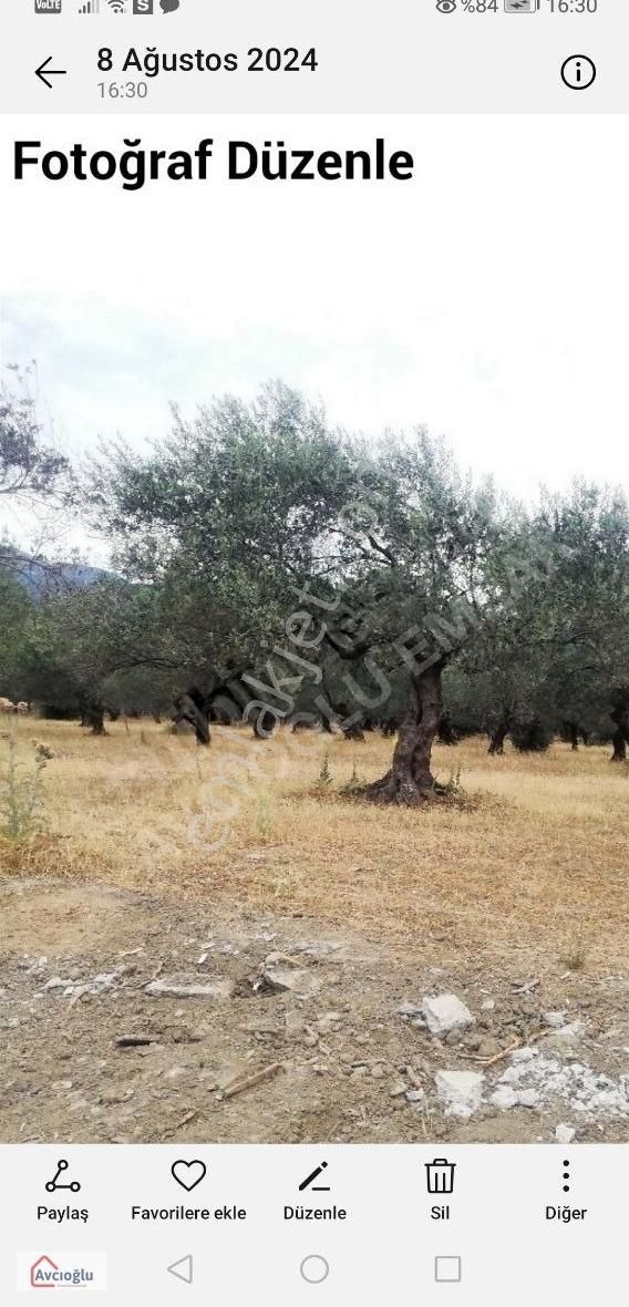 Avcıoğlu Emlaktan Kızılkeçili Köyünde Satılık Zeytinlik. - Görsel 2
