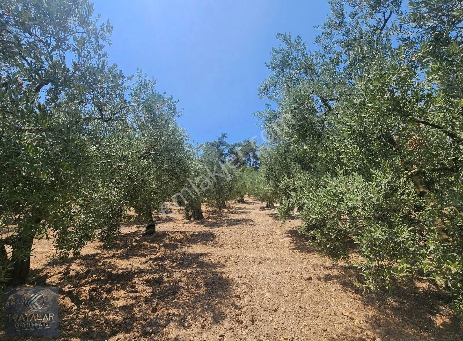 Gündoğduda Manzaralı Değerli Yatırımlık Tek Tapu Arazi - Görsel 14