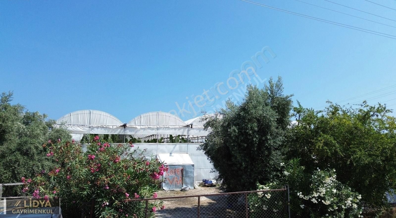 5,880 M2 Muz Ve Avokado Serası Ve 1 Müstakil Ev Müstakil Tapu - Görsel 3