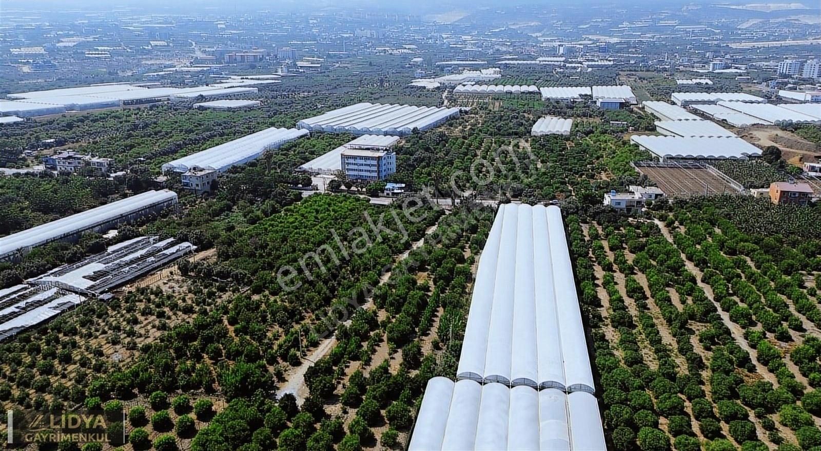 5,880 M2 Muz Ve Avokado Serası Ve 1 Müstakil Ev Müstakil Tapu - Görsel 9