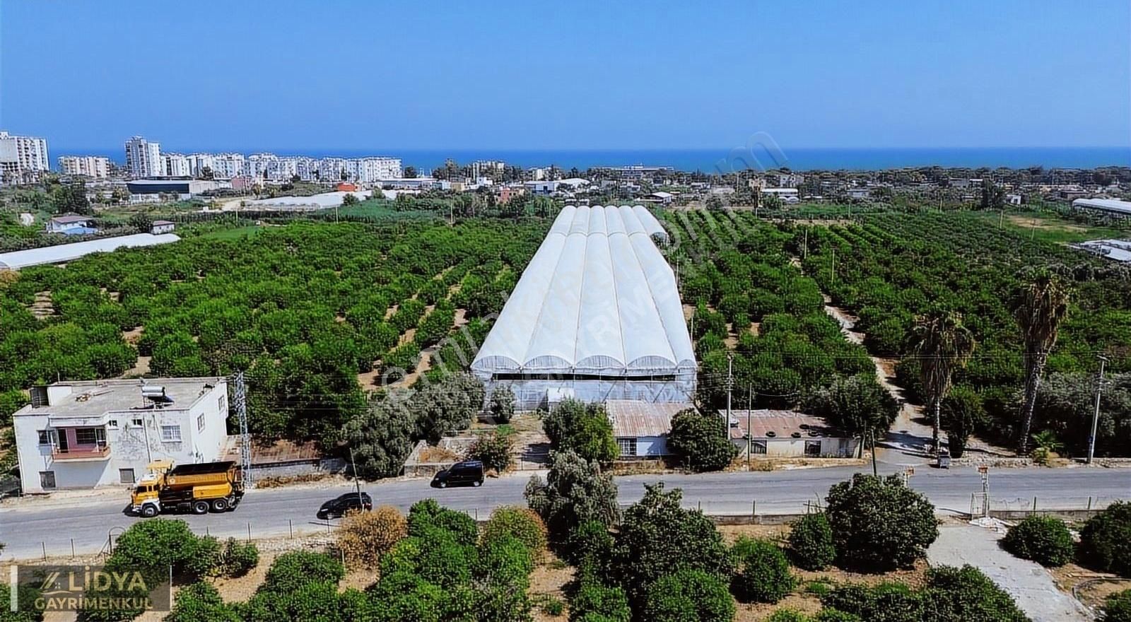 5,880 M2 Muz Ve Avokado Serası Ve 1 Müstakil Ev Müstakil Tapu - Görsel 7