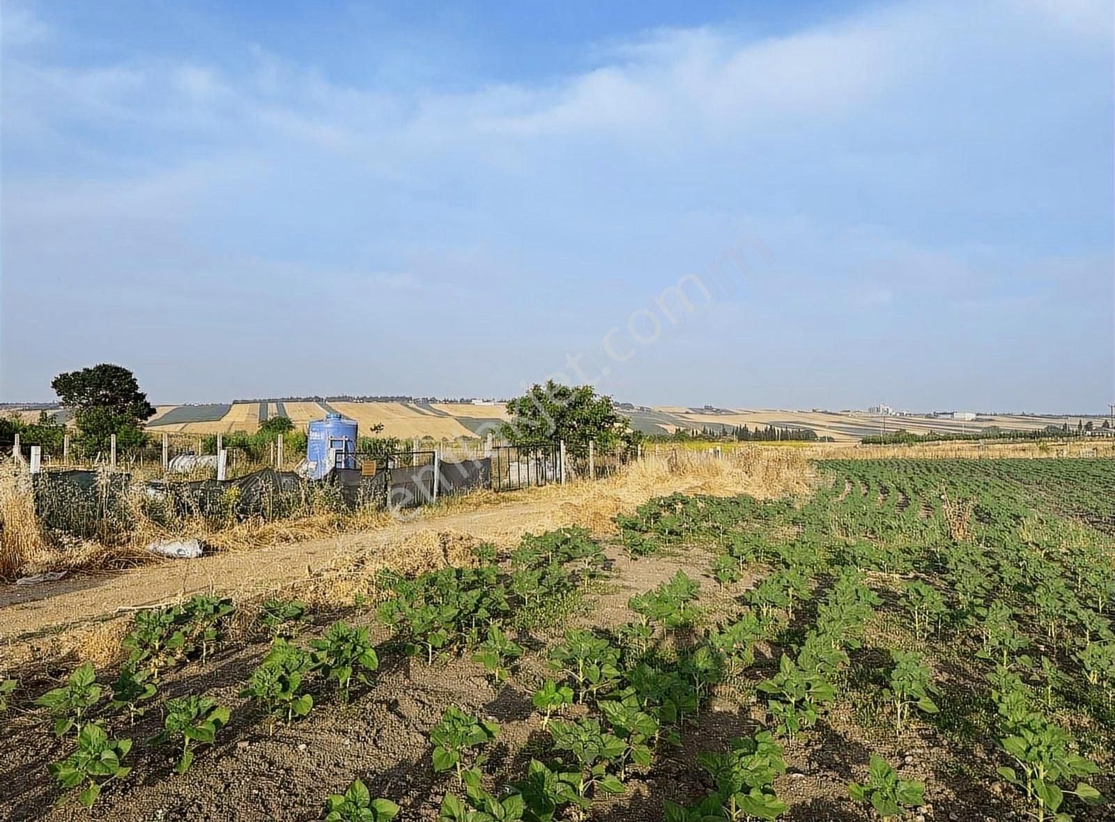 Köyün Girişinde 220m2 Hobi Bahçelik Parseller
